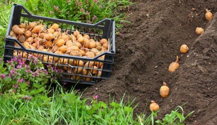 Россиянам запретили сажать картошку