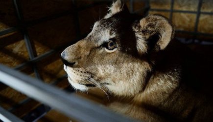 Пострадавшая от&nbsp;нападения львицы девочка впала в&nbsp;кому