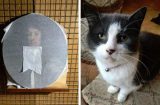Кошка искусствоведа испортила картину за полмиллиона рублей