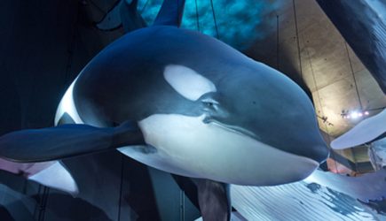 Всем узникам «китовой тюрьмы» будет объявлена амнистия