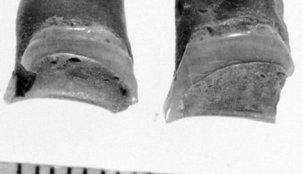 Опровергнут популярный миф о Древнем Египте