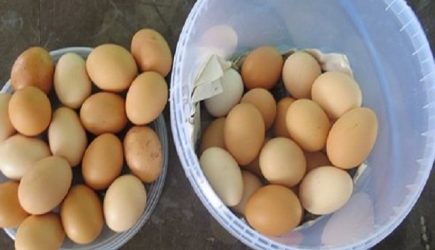 Украинцы чемоданами везут в Крым яйца, цитрусы и рассаду