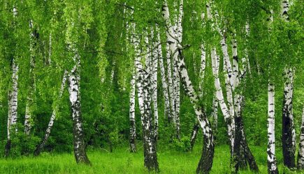 Кто и кому будет приносить «тапки…» Или… О «претендентах на величие», а кто, действительно великая держава…