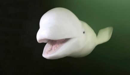 Российский «кит-шпион» застрял в Норвегии