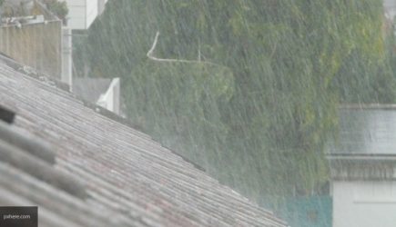 Десять человек пострадали в Москве из-за упавших деревьев