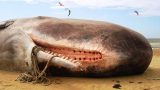 Разрезав брюхо гигантского кашалота, ученые замерли: мороз по коже…