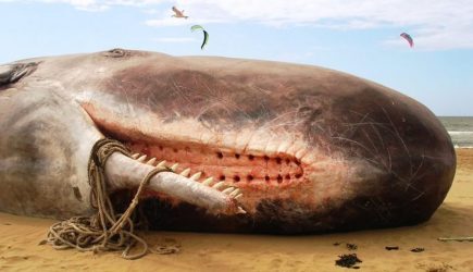 Разрезав брюхо гигантского кашалота, ученые замерли: мороз по коже…