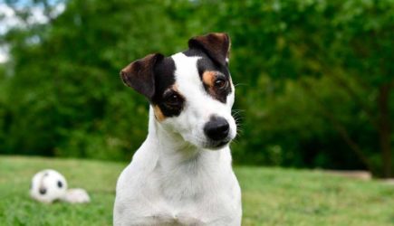 «Четыре лапы» собирают друзей