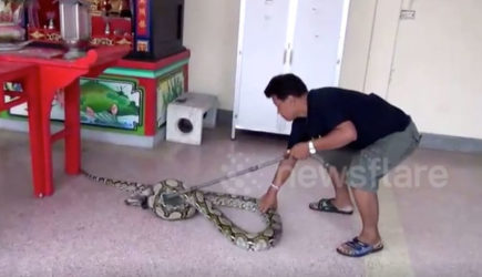 Пятиметровый питон спрятался в храме