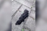 Сотни личинок слились в огромного червя и поползли в магазин