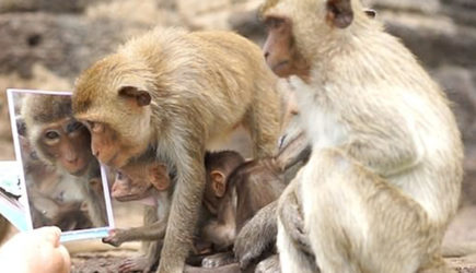 Обезьяны стали смотреться в зеркало как люди и отобрали его