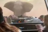 Погоня разъяренного слона за туристами попала на видео