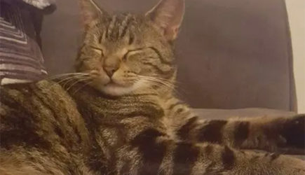 Кот притащил домой наркотики