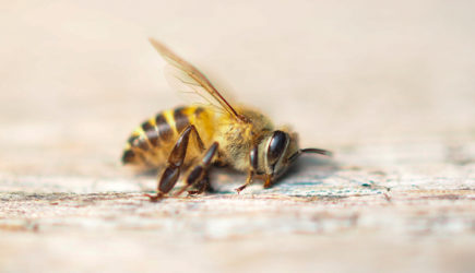 Путин, помоги: В России массово гибнут… пчёлы