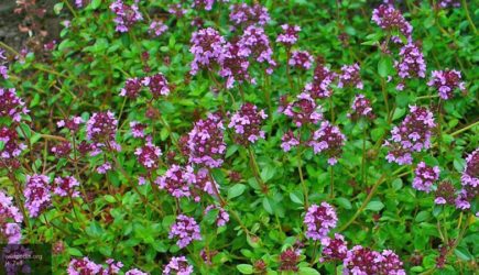 Ученые назвали растение, способное вылечить более 50 заболеваний