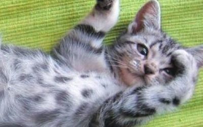 Как понять, что хочет «сказать» кошка