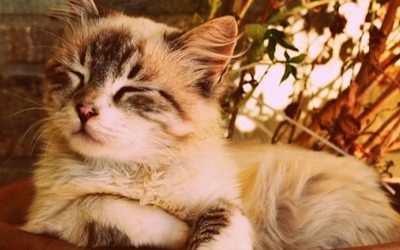 Ученые сказали, как правильно нужно гладить кошек