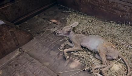 Откопали труп ради сенсации: специалисты рассказали, кем была полтавская «чупакабра»