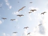 Стало известно, откуда рядом с &#171;Жуковским&#187; появились чайки