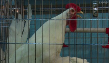 Росконтроль назвал опасные для здоровья куриные крылья