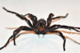 Специалисты предупредили о нашествии пауков со смертельным ядом
