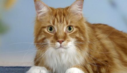 Video &#8212; Кот намылился и искупал сам себя