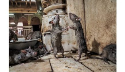 Города США атаковали оголодавшие на карантине крысы