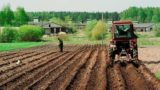Самый урожайный: метод посадки картошки от агронома