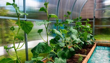 Лишились урожая: чем запрещено удобрять огурцы