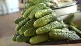 Как спасти пожелтевшие огурцы: рецепт недорогой подкормки