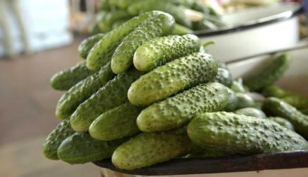 Как спасти пожелтевшие огурцы: рецепт недорогой подкормки