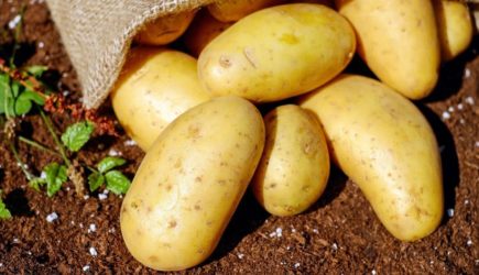 Не дожидаясь желтой ботвы: когда следует выкапывать картошку