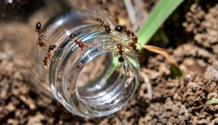 Советские хитрости: как избавиться от муравьев на даче