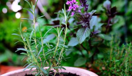 Вырастет уже осенью: что посадить в начале августа в огороде