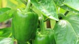 Листья скручиваются и желтеют: как спасти урожай перца в августе