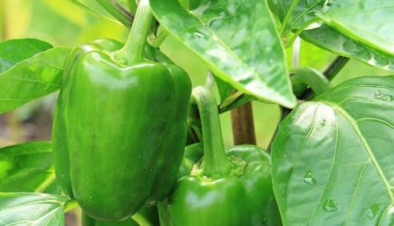 Листья скручиваются и желтеют: как спасти урожай перца в августе