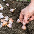 Секреты посадки озимого чеснока: как собрать большой урожай