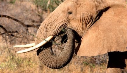 Определена причина высокой продолжительности жизни