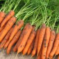 Как сохранить урожай моркови на долгие месяцы