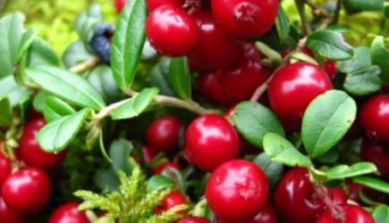 Что происходит с организмом даже от одной ягоды клюквы