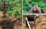Медведь раскопал могилы на Урале