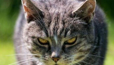 Воры вошли в дом к старушке. Увидев ее кота, бежали сломя головы