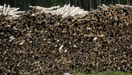 Составы с лесом-кругляком — в Китай? Очевидец заснял, что происходит за год до полного запрета