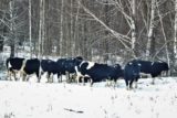 Одичавшие чернобыльские коровы удивляют ученых