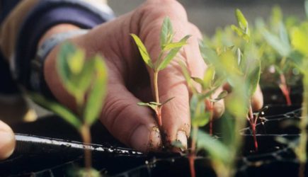 Чем стоит полить первые ростки рассады