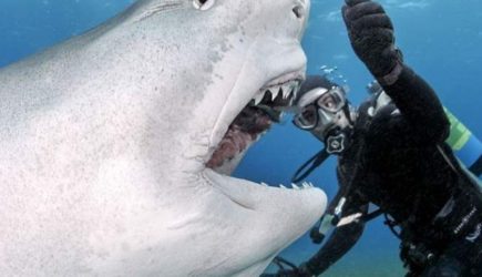 Акула захотела укусить туриста за голову, но тут случилось нечто