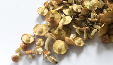 Пойти по грибы и не нарваться на штраф: Памятка для тех, кто собирается в лес