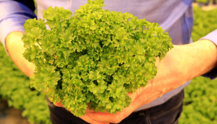 Штраф за посадку петрушки &#8212; 40 тысяч рублей: Что нужно знать дачникам о запрете