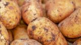 Достаточно одной процедуры: как вырастить двойной урожай крупного картофеля