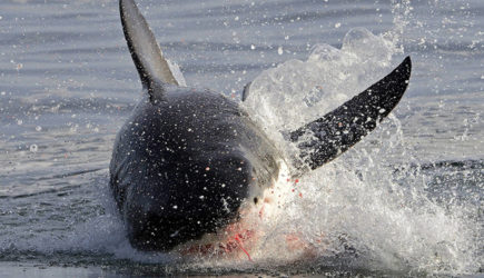 Акула набросилась на справлявшего нужду мужчину и растерзала его